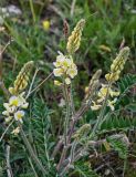 Onobrychis radiata