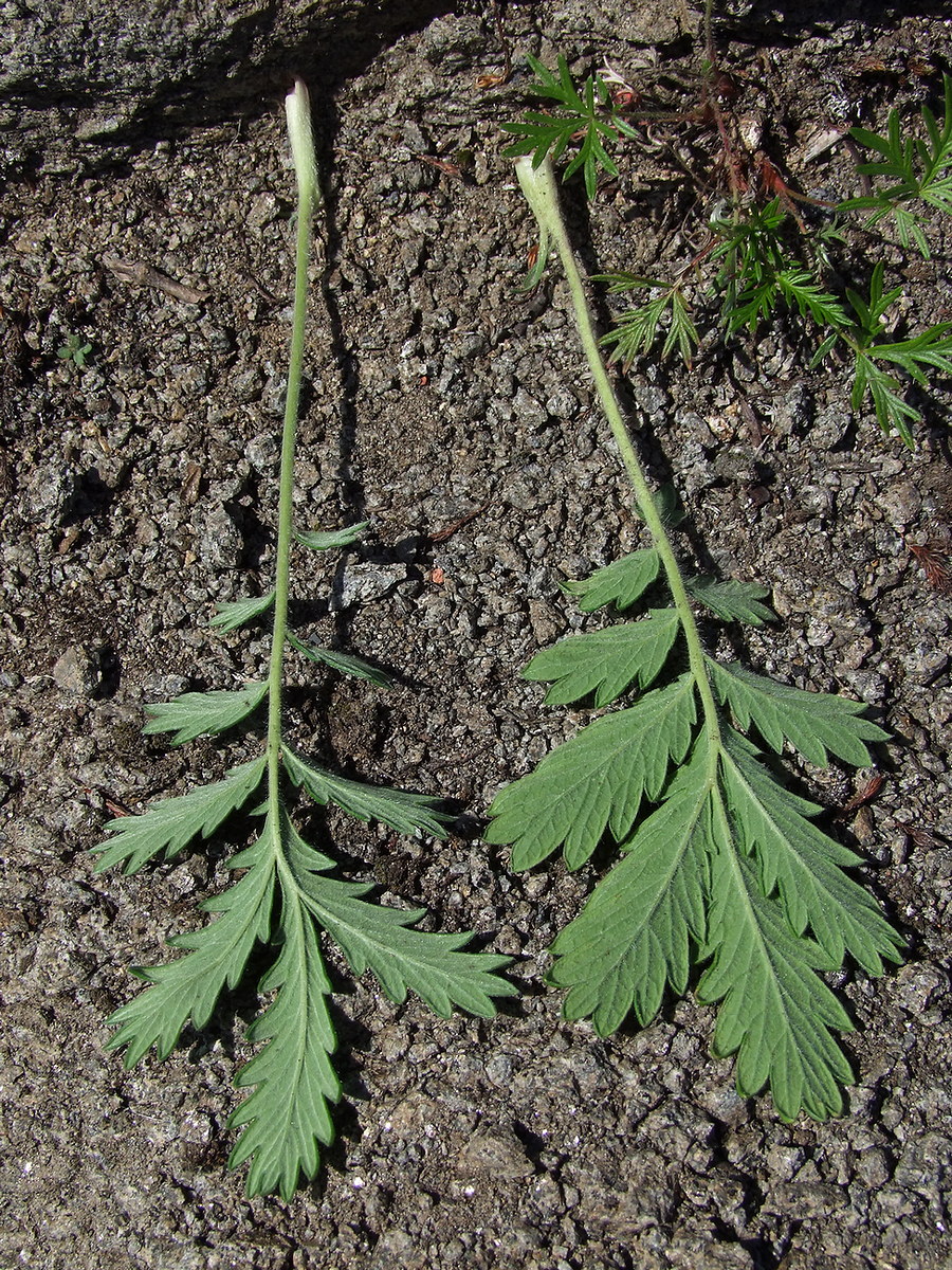 Image of Potentilla pensylvanica specimen.