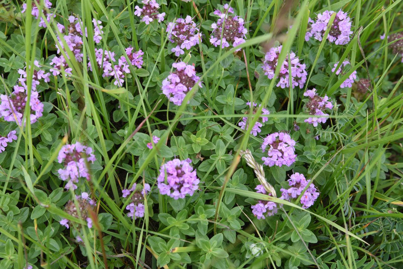 Image of genus Thymus specimen.