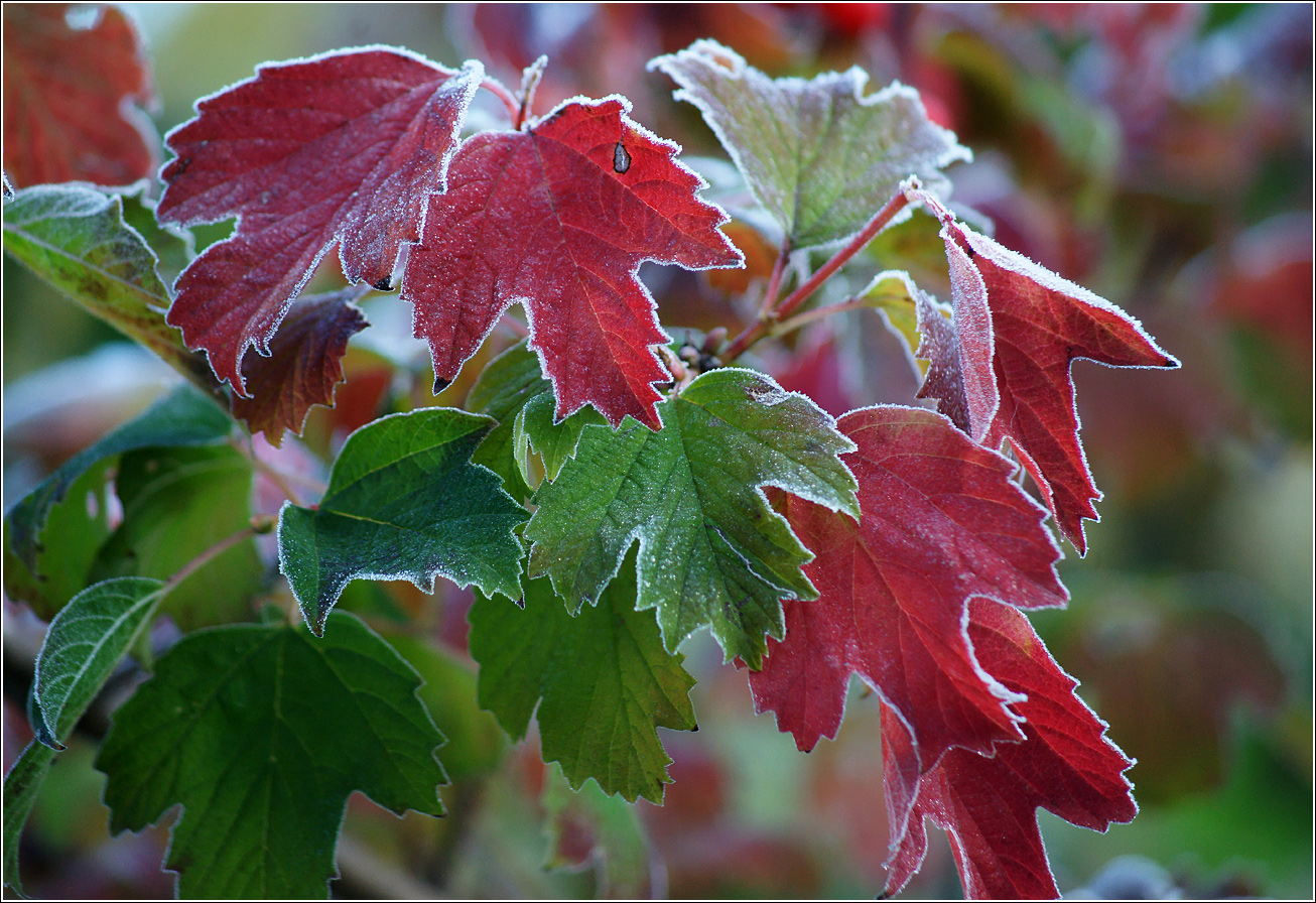 Image of Viburnum opulus specimen.