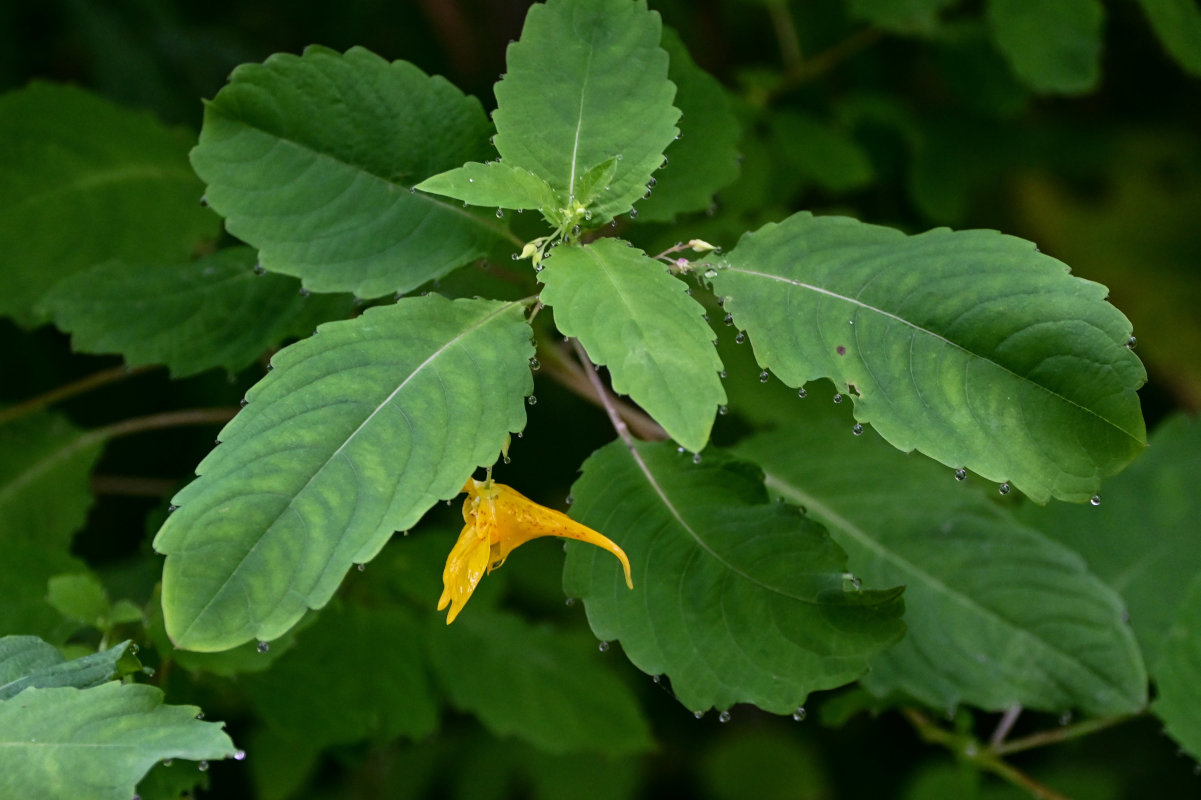 Image of Impatiens noli-tangere specimen.