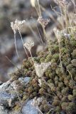 Sedum alberti. Плодоносящие растения на конгломератовом субстрате на склоне сая. Южный Казахстан, Таласский Алатау, подгорная степь, безымянный сай. 13.08.2010.