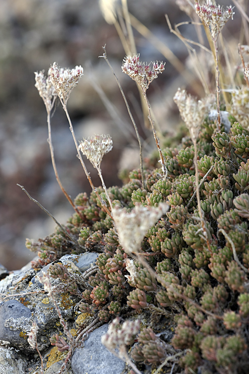 Image of Sedum alberti specimen.