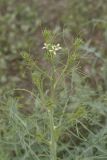 Sisymbrium altissimum