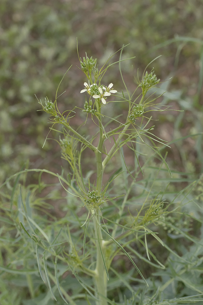 Изображение особи Sisymbrium altissimum.