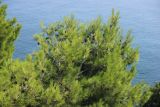 Pinus halepensis. Ветвь с шишками (самосев). Южный берег Крыма, пгт Симеиз. 22 августа 2019 г.