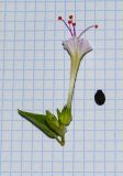 genus Mirabilis