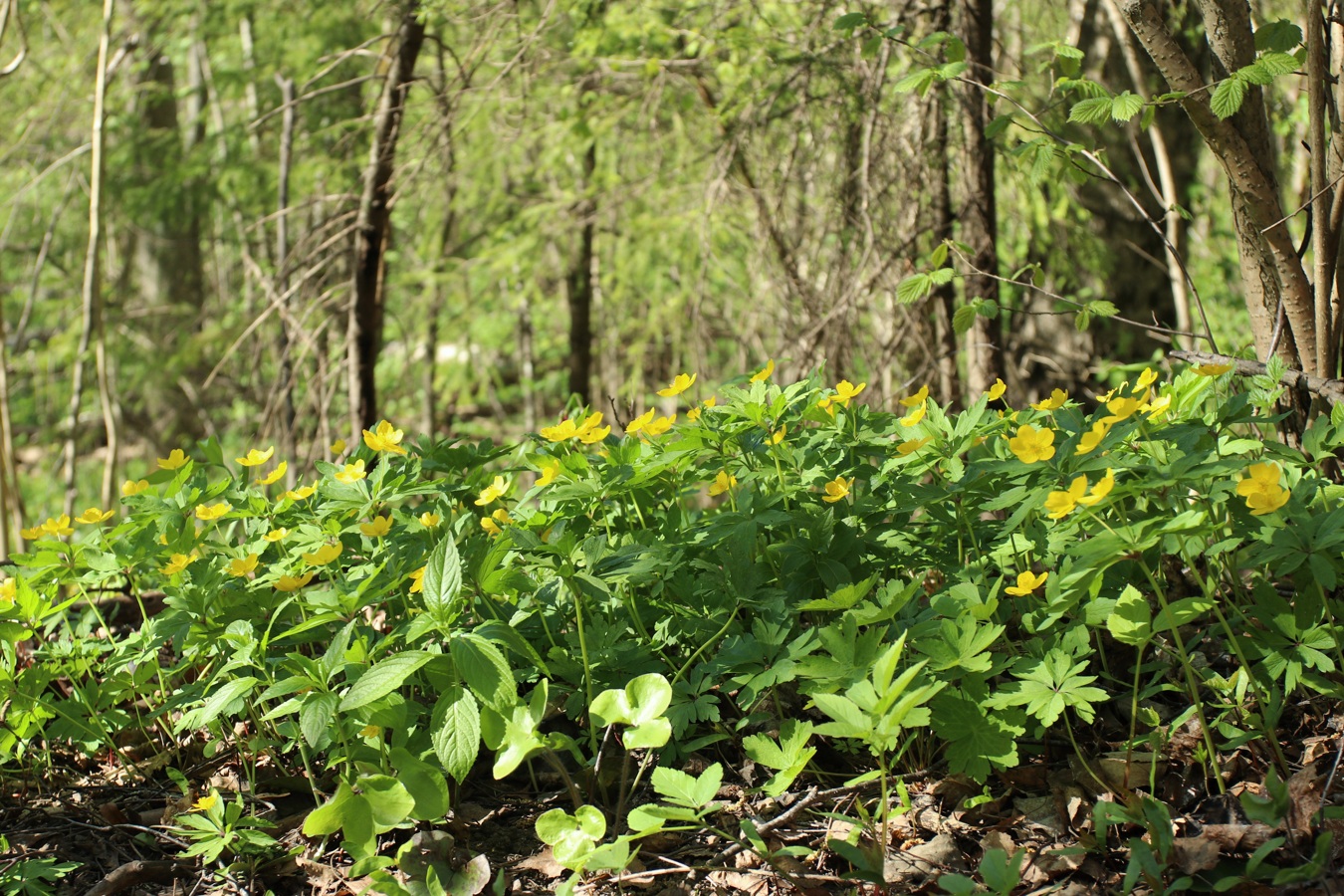 Image of Anemone ranunculoides specimen.