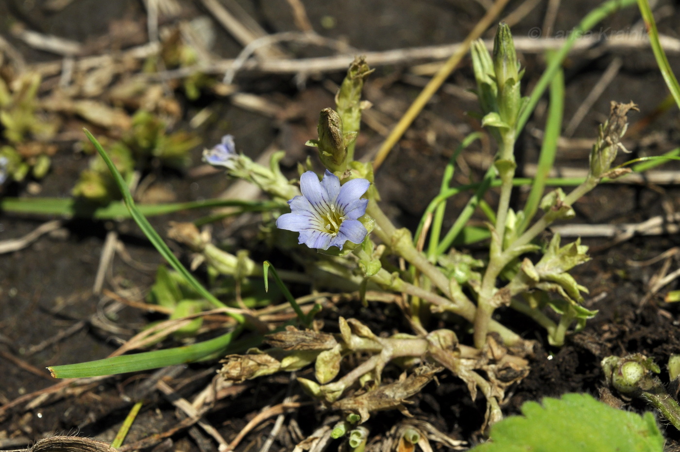 Изображение особи Gentiana squarrosa.