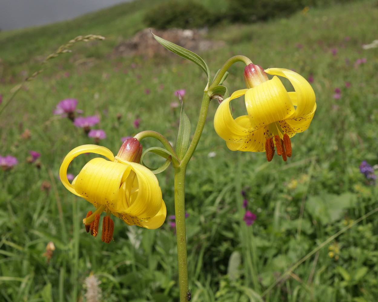 Изображение особи Lilium monadelphum.