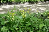 род Erythronium