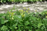 genus Erythronium. Цветущие растения. Москва, ботанический сад МГУ \"Аптекарский огород\". 08.05.2023.