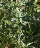 Cirsium buschianum