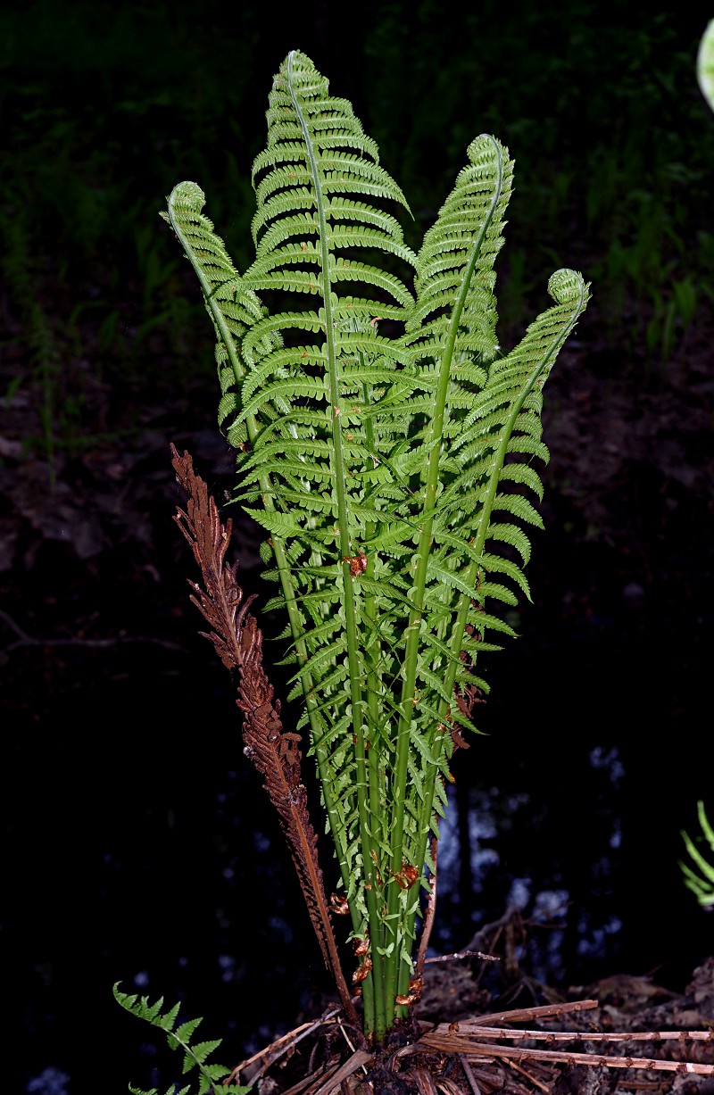 Изображение особи Matteuccia struthiopteris.