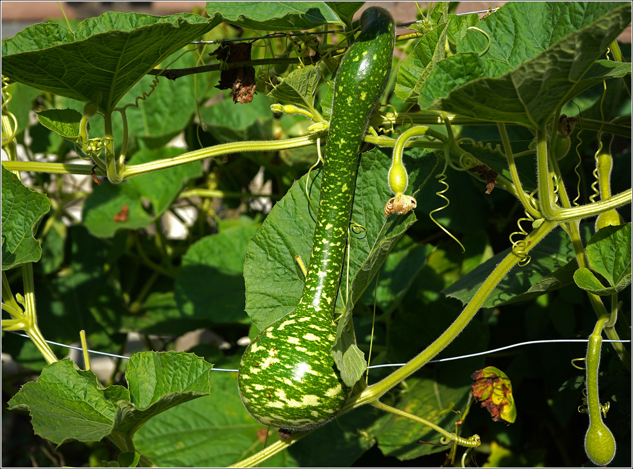 Image of Lagenaria siceraria specimen.