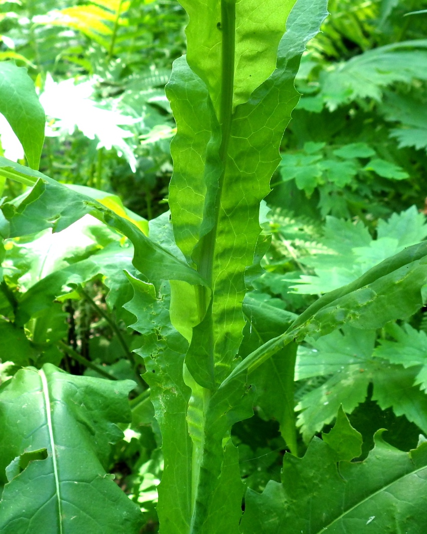 Изображение особи Saussurea stolbensis.