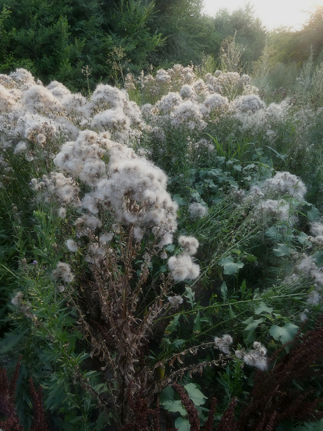 Изображение особи Cirsium arvense.