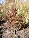 Salicornia perennans