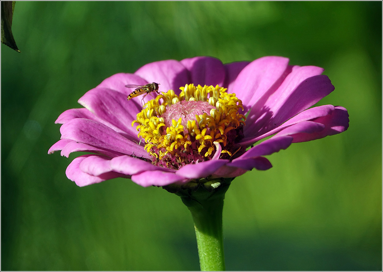 Изображение особи Zinnia elegans.