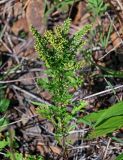 Artemisia littoricola