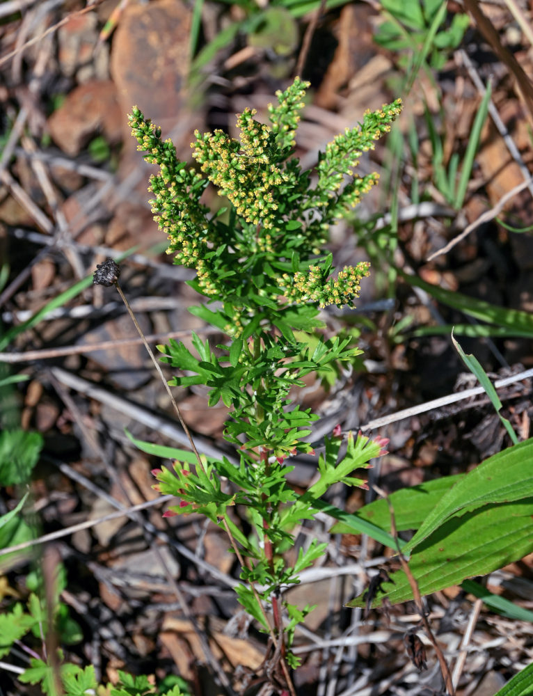 Image of Artemisia littoricola specimen.