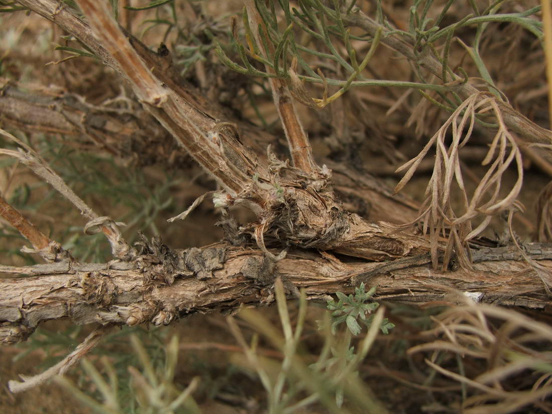 Изображение особи Artemisia marschalliana.