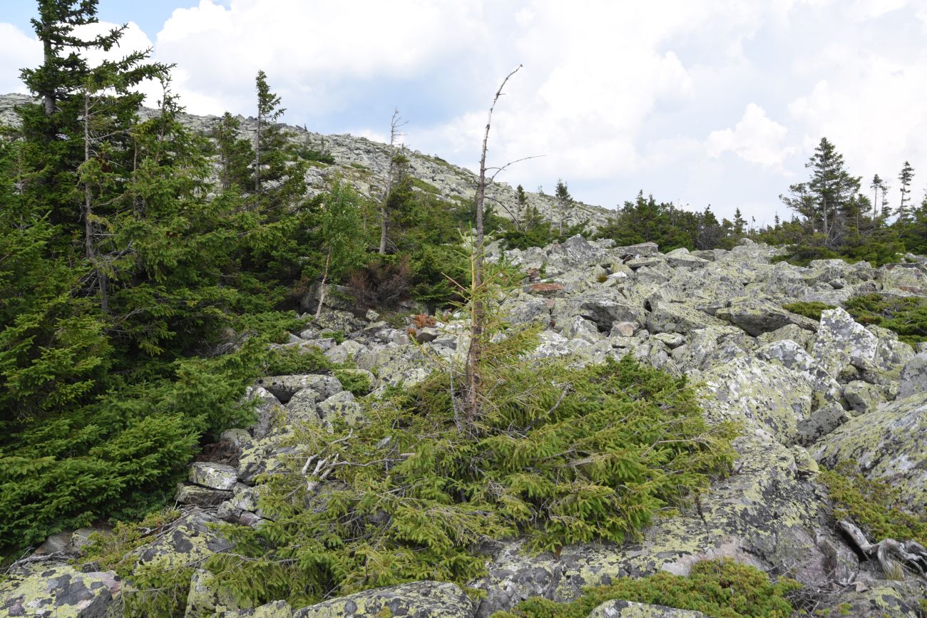 Image of Picea obovata specimen.