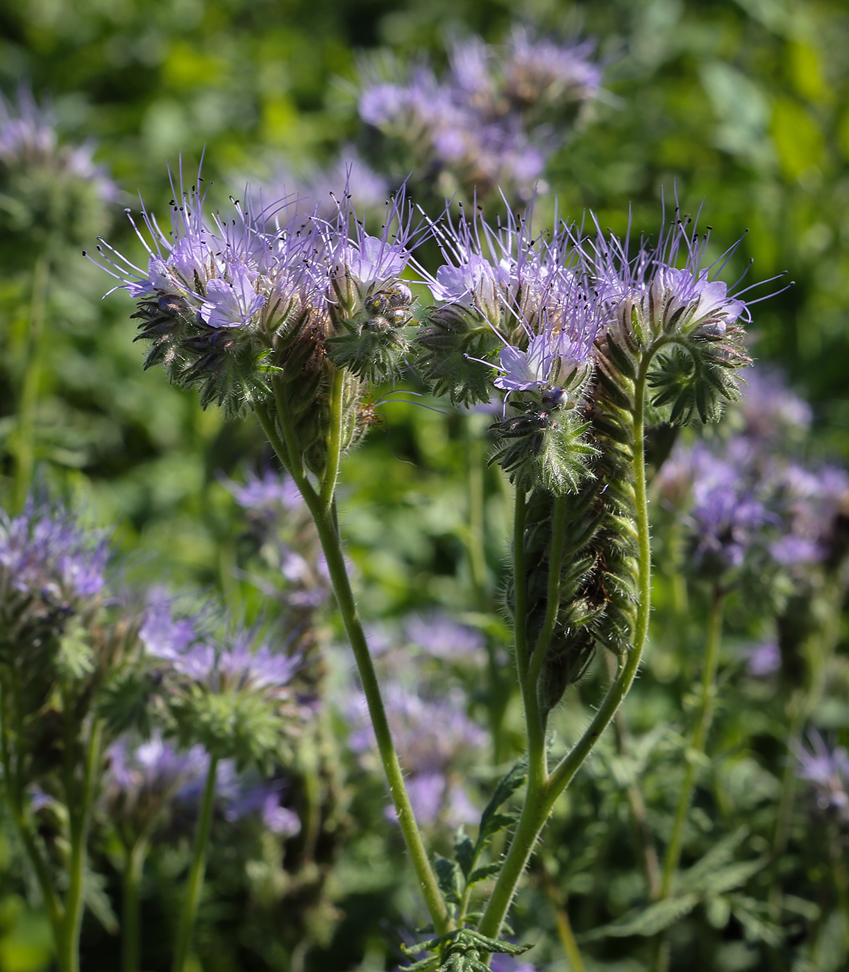 Image of Phacelia tanacetifolia specimen.