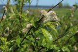 Salix phylicifolia. Ветвь со зрелыми соплодиями со вскрывшимися плодами, молодыми и погибшим из-за зимнего обмерзания побегами. Ленинградская обл., Кингисеппский р-н, окр. дер. Выбье, экологическая тропа; левый берег устья р. Выбья, песчаный пляж. 28.05.2023.