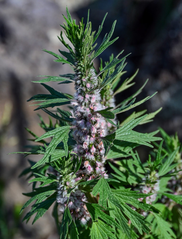 Изображение особи Leonurus quinquelobatus.