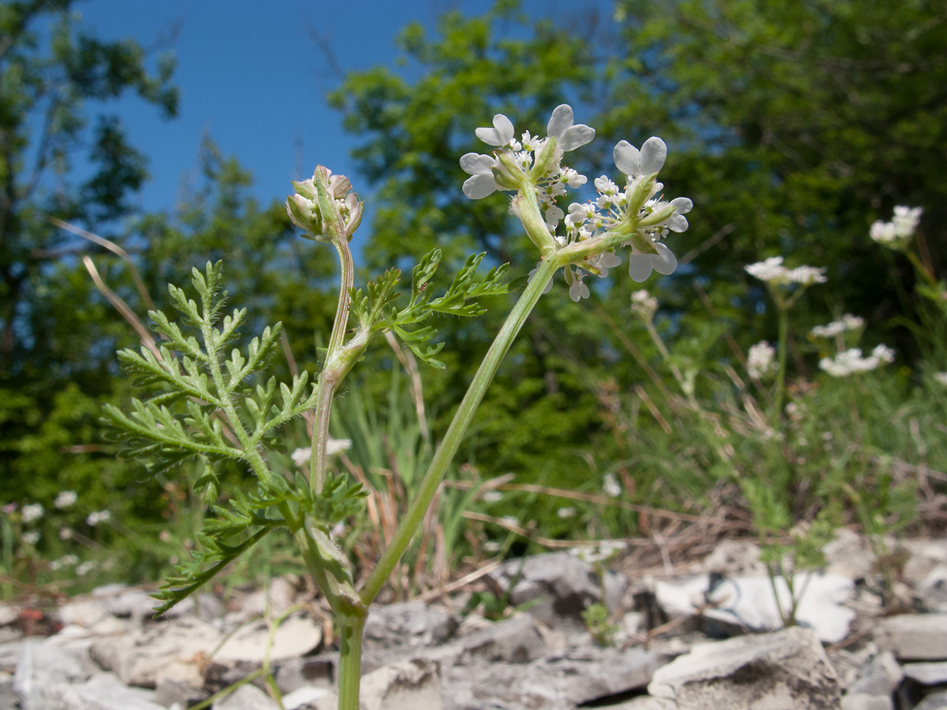 Image of Orlaya daucoides specimen.