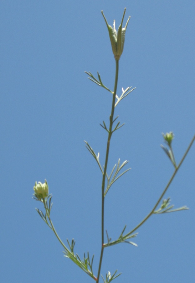 Изображение особи Nigella arvensis.