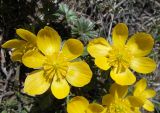 Eranthis longistipitata