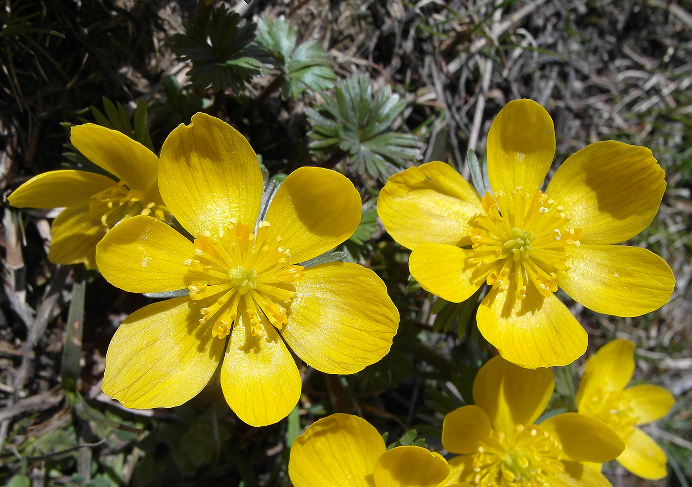 Image of Eranthis longistipitata specimen.