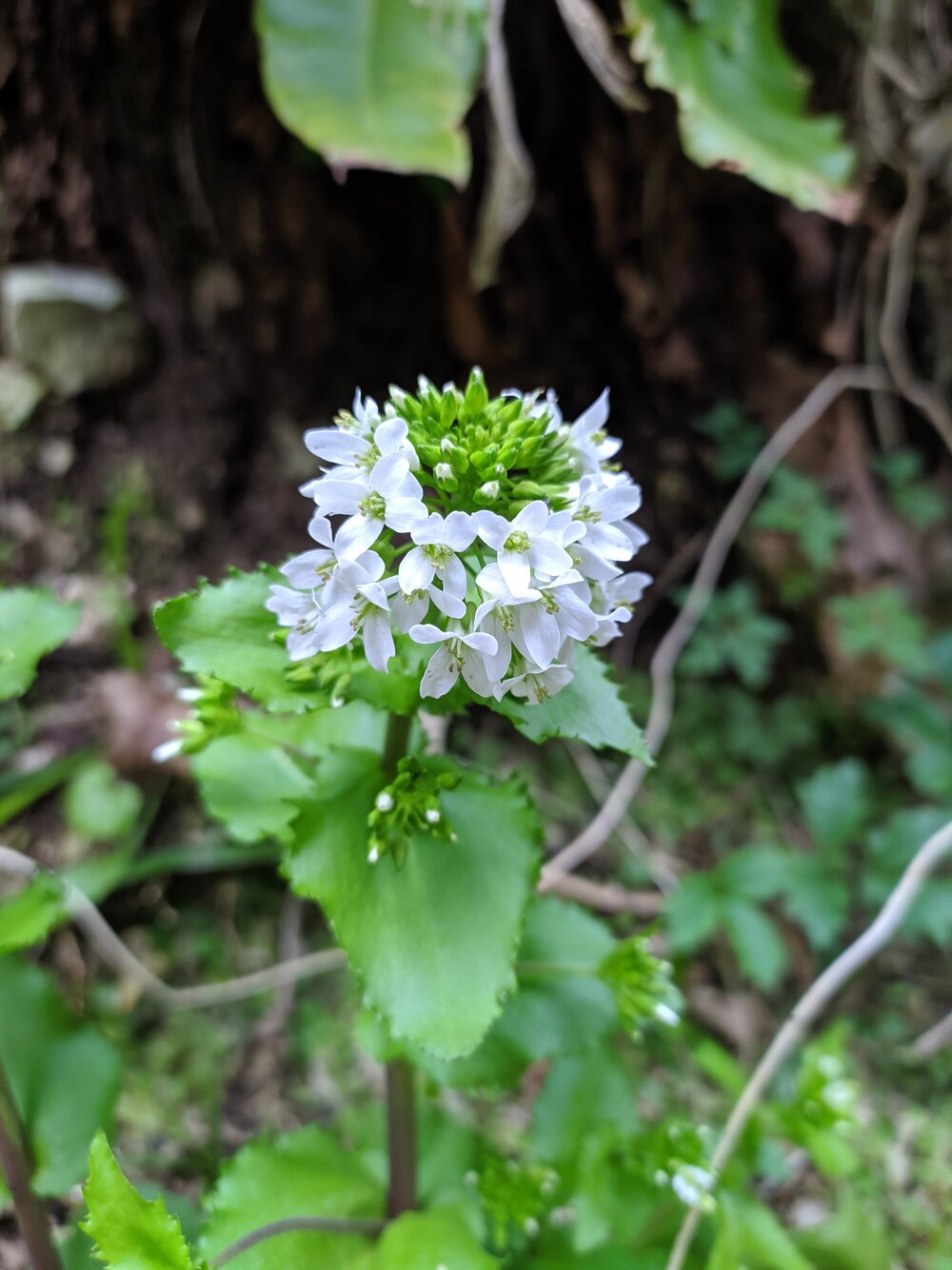 Изображение особи Arabis nordmanniana.