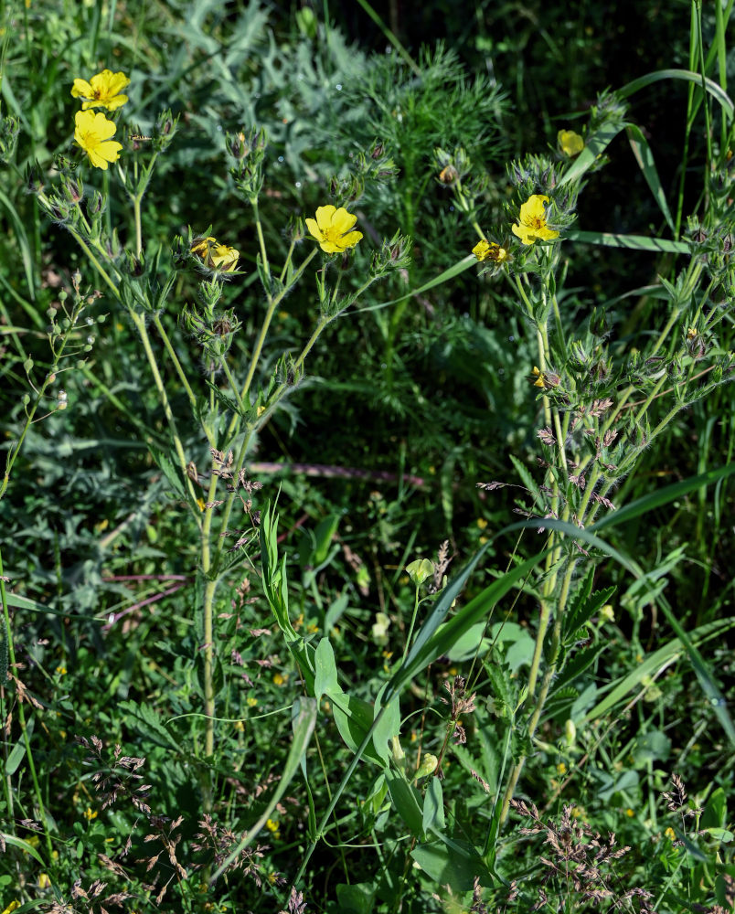 Изображение особи Potentilla recta.