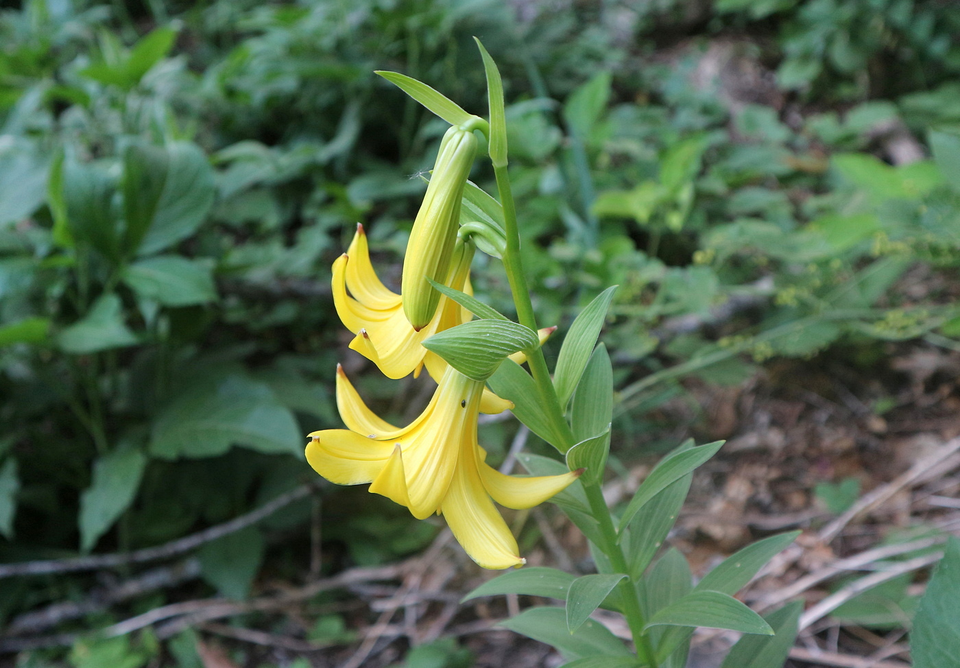 Изображение особи Lilium monadelphum.