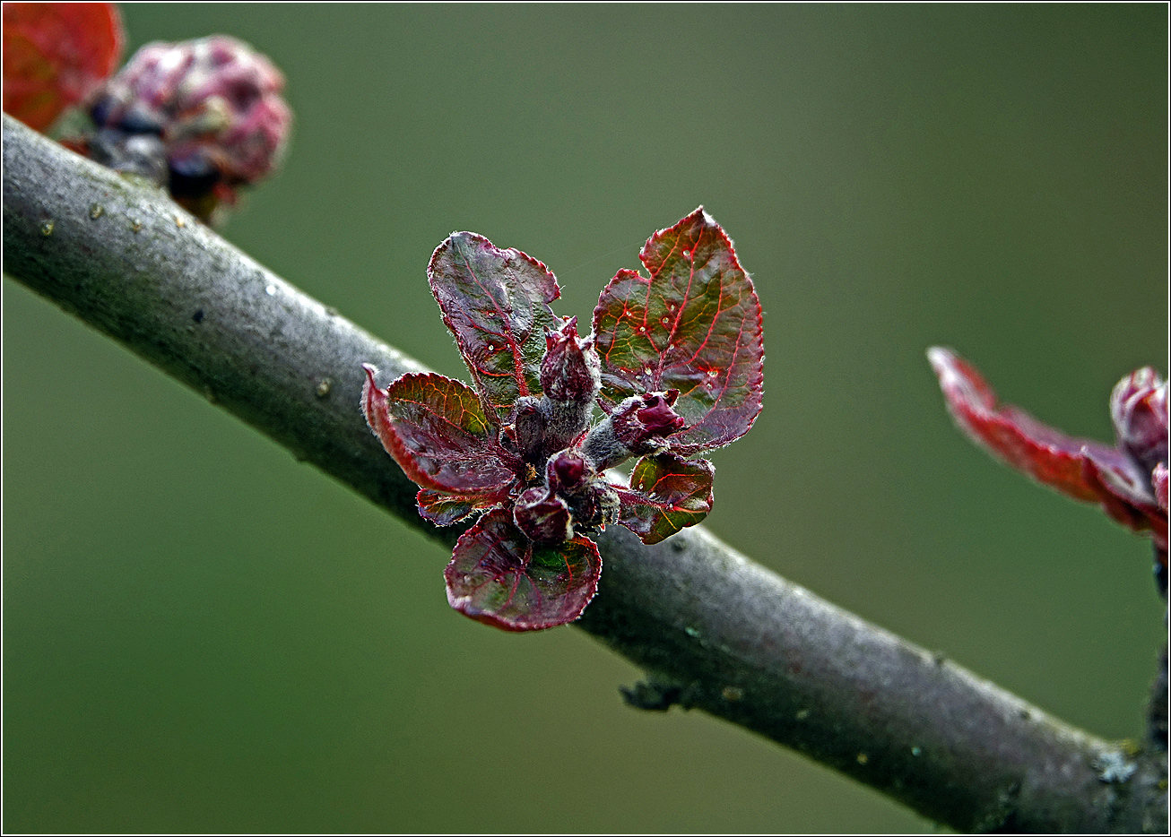 Image of Malus niedzwetzkyana specimen.