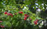 Euonymus macropterus. Верхушка ветви с раскрывающимися и раскрывшимися плодами. Сахалин, г. Южно-Сахалинск, в парке. 25.08.2023.