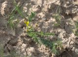 genus Astragalus