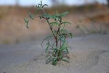 Lappula squarrosa