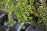 Huperzia selago