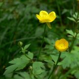 Ranunculus repens. Верхушка цветущего растения. Свердловская обл., окр. г. Среднеуральск, дер. Коптяки, просека в смешанном лесу. 13.06.2010.