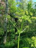 Heracleum sibiricum