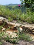 Cirsium maackii
