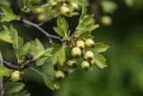 Изображение особи. Автор - Илья Михеев