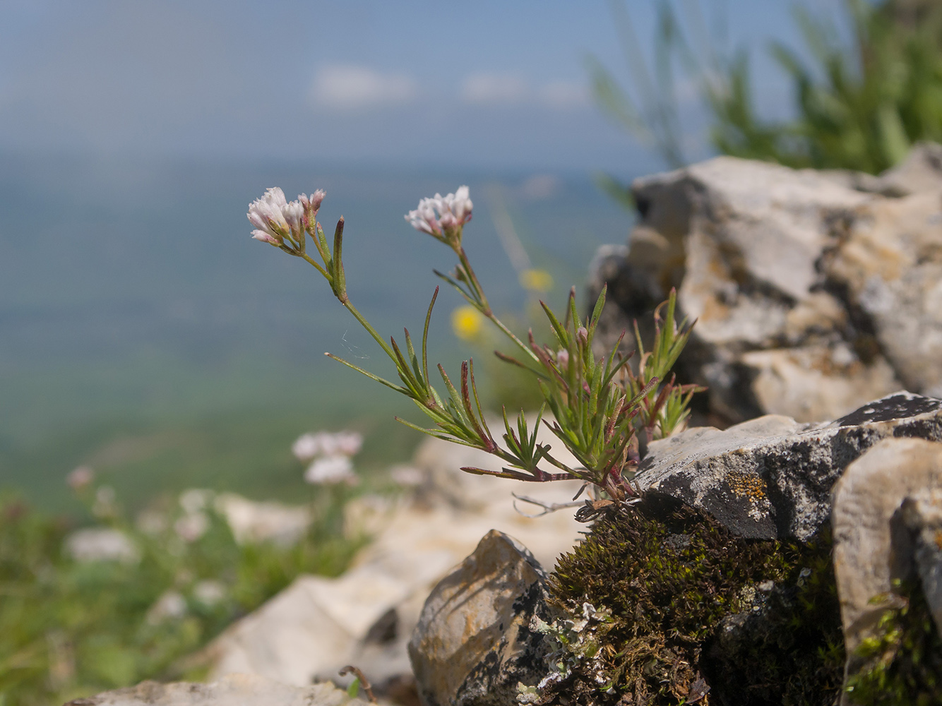 Image of Asperula abchasica specimen.