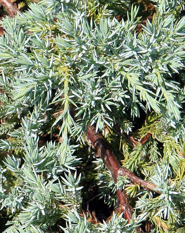 Изображение особи Juniperus squamata.