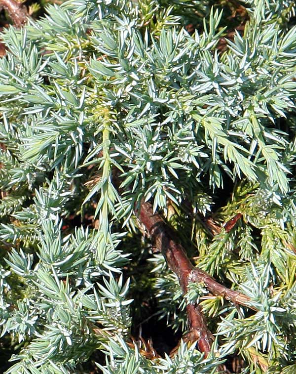 Image of Juniperus squamata specimen.