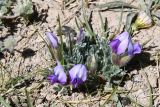 род Oxytropis. Цветущее растение. Таджикистан, Горно-Бадахшанская автономная обл., Мургабский р-н, Аличурская дол., выс. ≈ 3800 м н.у.м., каменистый участок поймы реки. 4 июля 2024 г.